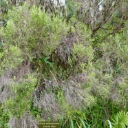 Erica arborescens.branle filao.ericaceae.endémique Réunion..jpeg